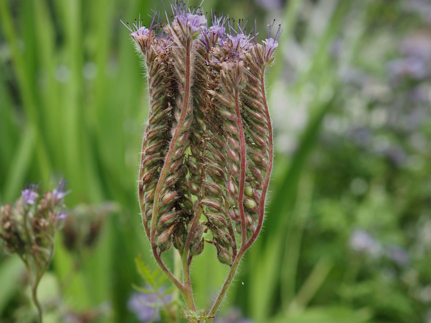 Phacelia fruit